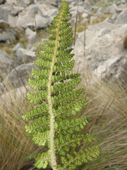 Polystichum cochleatum
