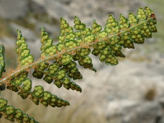 Polystichum cochleatum