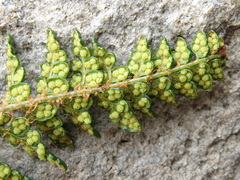 Polystichum cochleatum