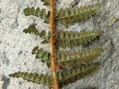 Polystichum cochleatum