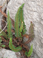 Polystichum cochleatum