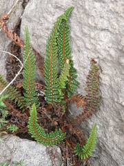 Polystichum cochleatum