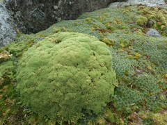 Pycnophyllum tetrastichum