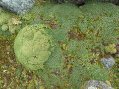Pycnophyllum tetrastichum
