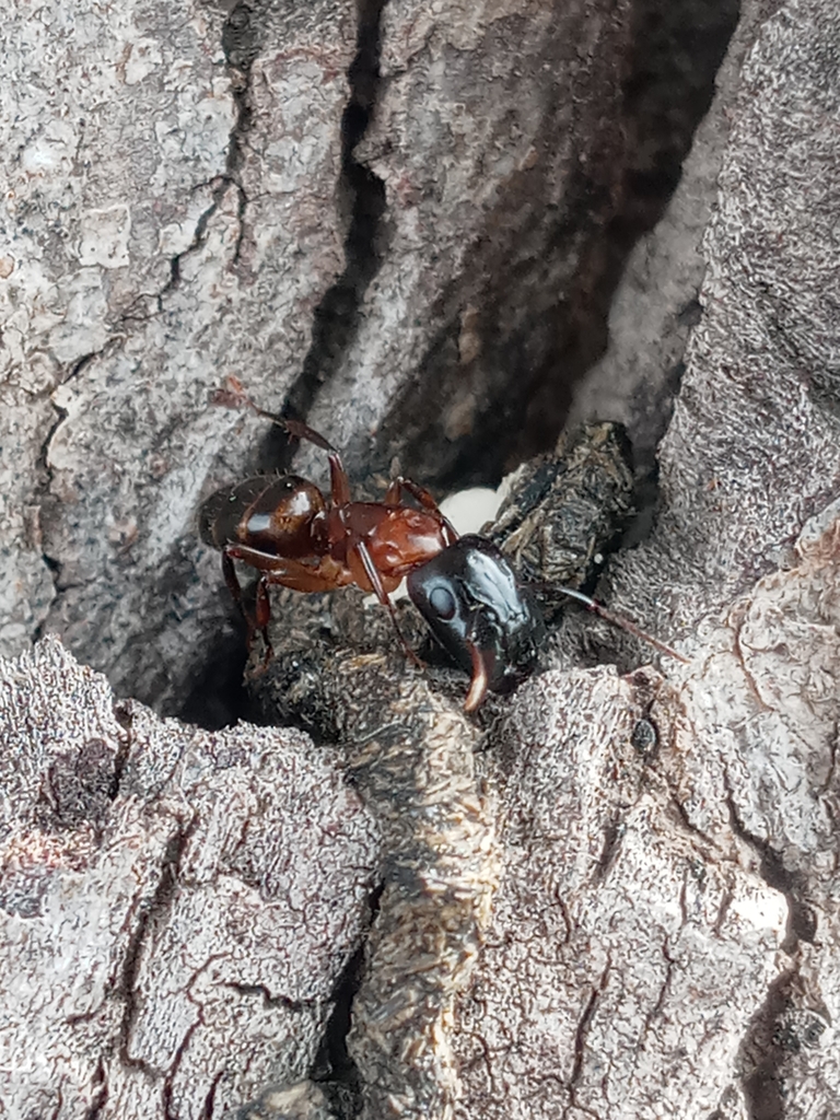 Camponotus macrocephalus