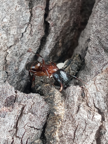 Camponotus macrocephalusCamponotus macrocephalus