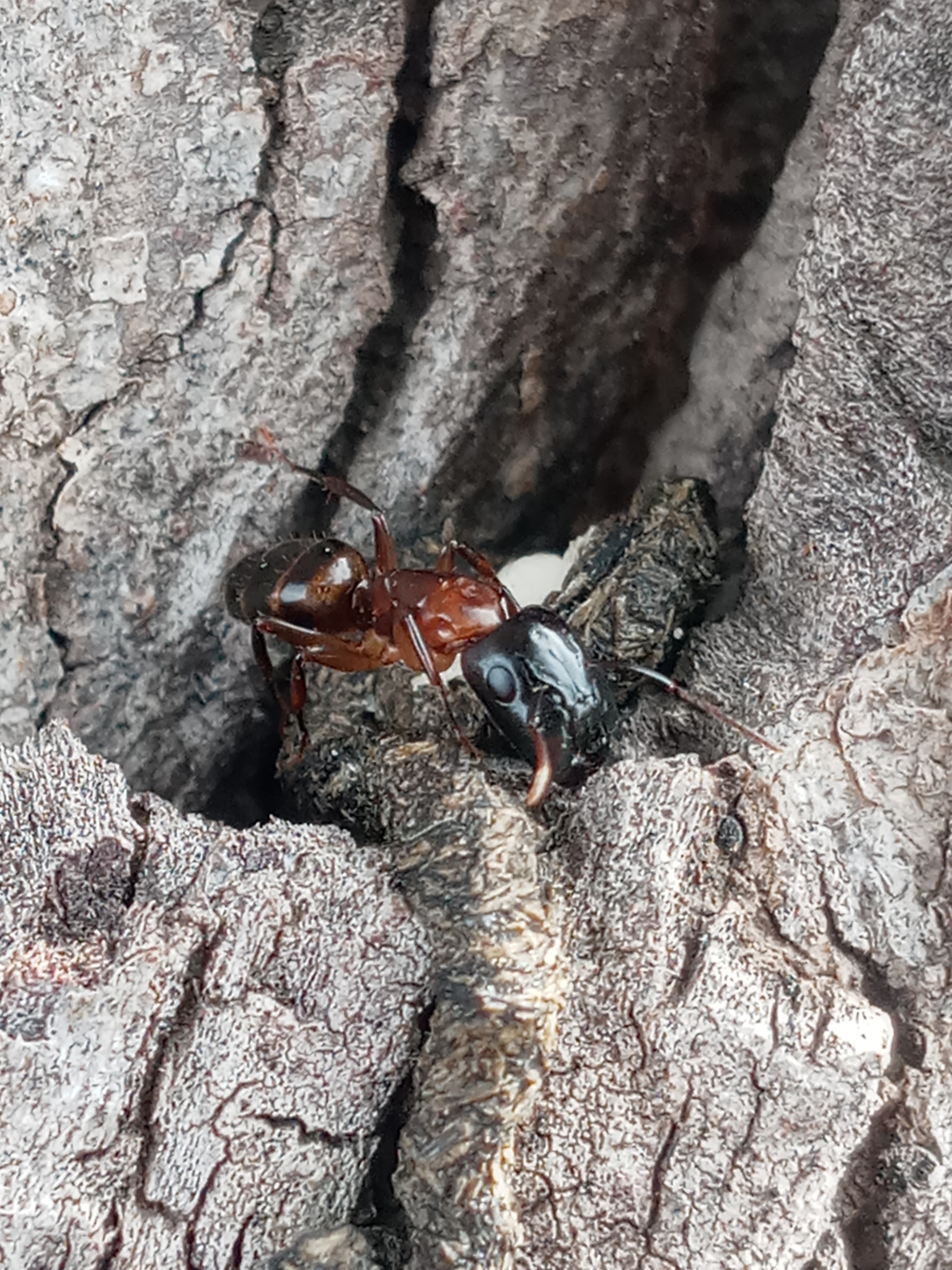 Camponotus macrocephalus