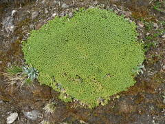 Pycnophyllum tetrastichum
