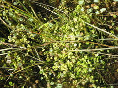 Ranunculus limoselloides