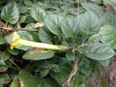Salpichroa glandulosa