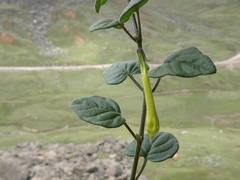 Salpichroa glandulosa