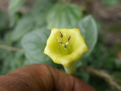 Salpichroa glandulosa