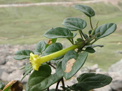 Salpichroa glandulosa