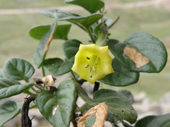 Salpichroa glandulosa