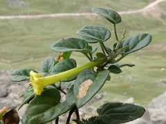 Salpichroa glandulosa