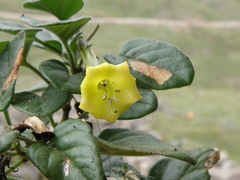 Salpichroa glandulosa