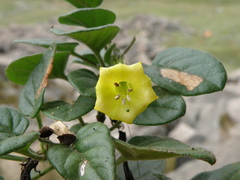 Salpichroa glandulosa