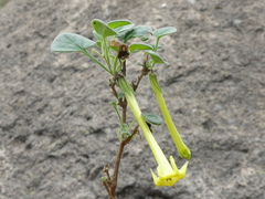 Salpichroa glandulosa