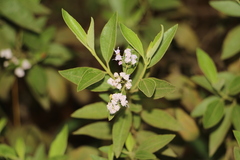 Chromolaena leivensis