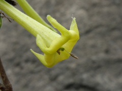 Salpichroa glandulosa