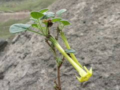 Salpichroa glandulosa