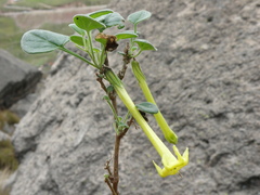 Salpichroa glandulosa