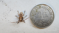 Pterolophia bigibbera