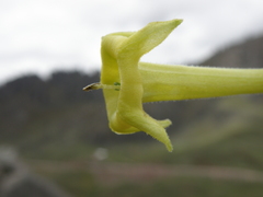 Salpichroa glandulosa