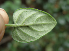 Salpichroa glandulosa