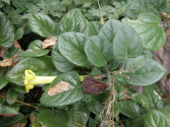 Salpichroa glandulosa