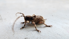 Pterolophia bigibbera