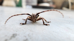 Pterolophia bigibbera