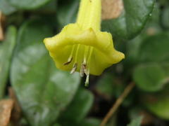 Salpichroa glandulosa