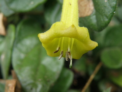 Salpichroa glandulosa