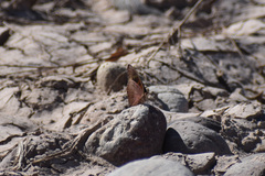 Junonia nigrosuffusa