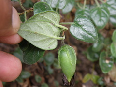 Salpichroa glandulosa