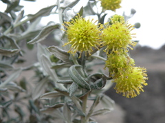 Senecio scrobicarioides