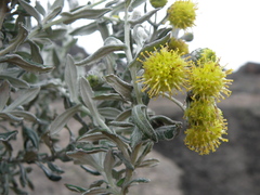 Senecio scrobicarioides