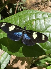 Heliconius doris