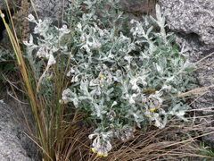Senecio scrobicarioides