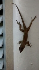 Anolis cristatellus