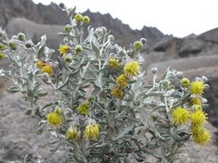 Senecio scrobicarioides
