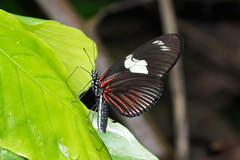 Heliconius doris