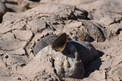 Junonia nigrosuffusa