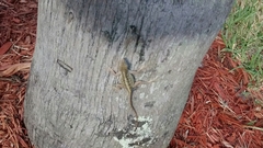 Anolis sagrei