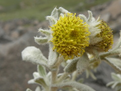 Senecio pavonii