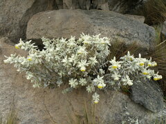 Senecio pavonii