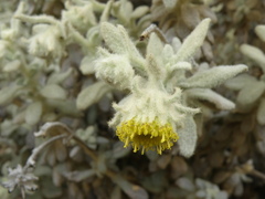 Senecio pavonii