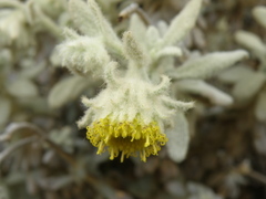 Senecio pavonii