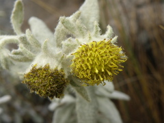 Senecio pavonii